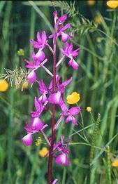 anacamptis laxiflora.jpg